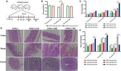 The Effect of Endotoxin on the Intestinal Mucus Layer in Non- and Post-pregnancy Mice